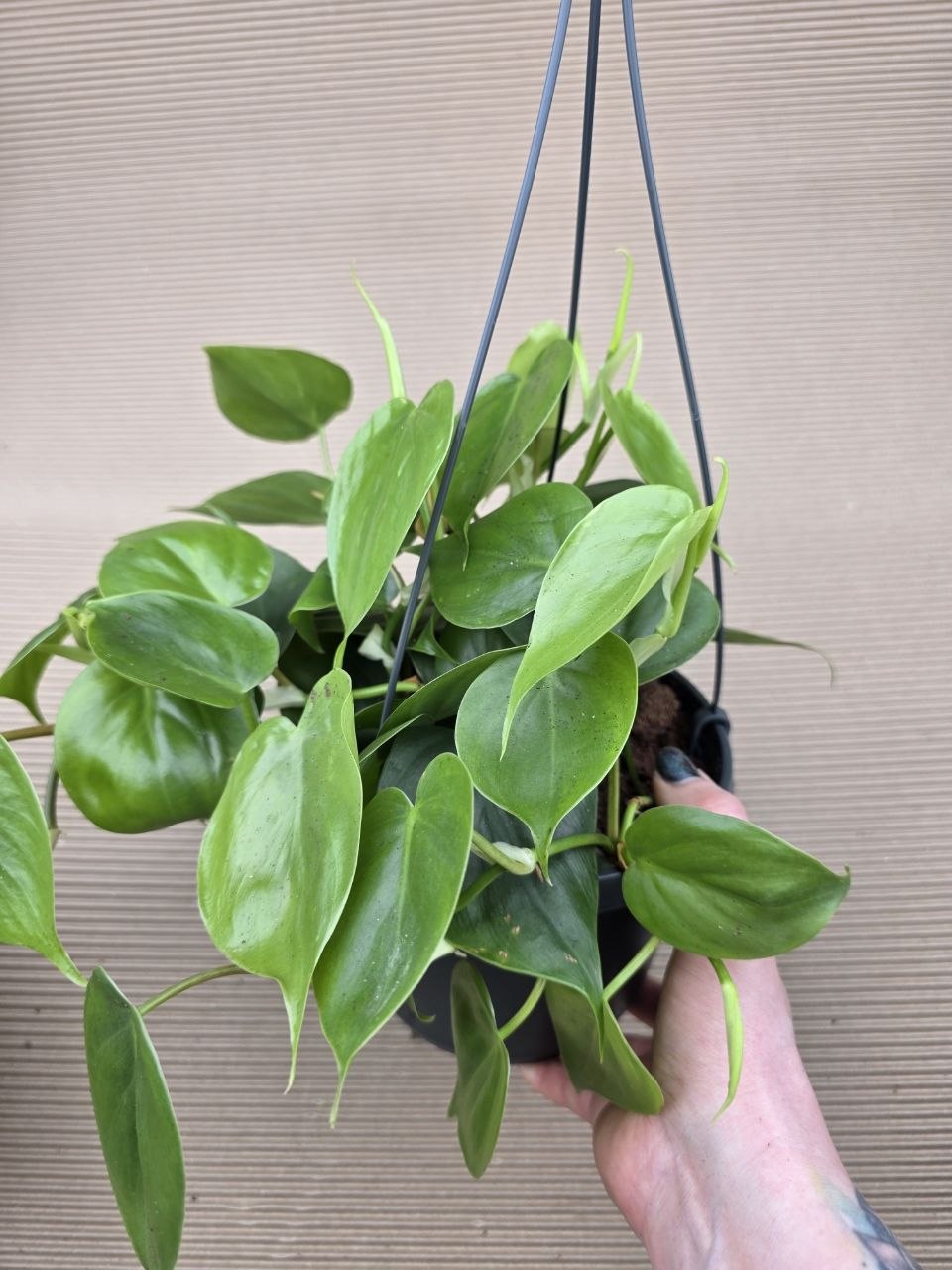 Philodendron Scandens závěs