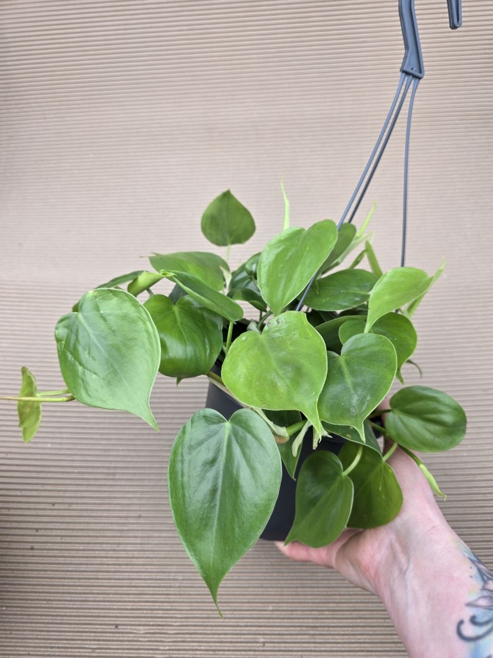 Philodendron Scandens závěs