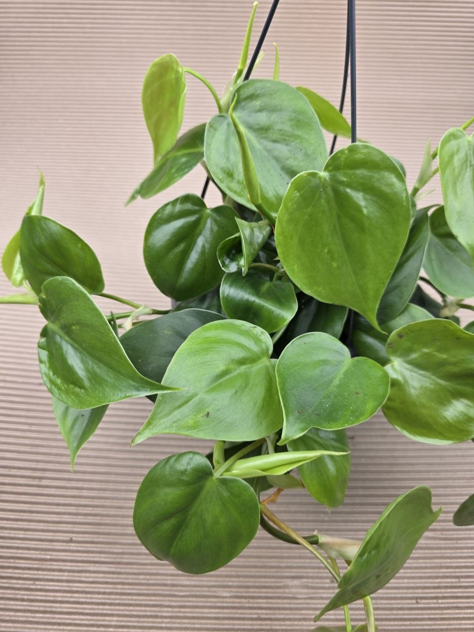 Philodendron Scandens závěs