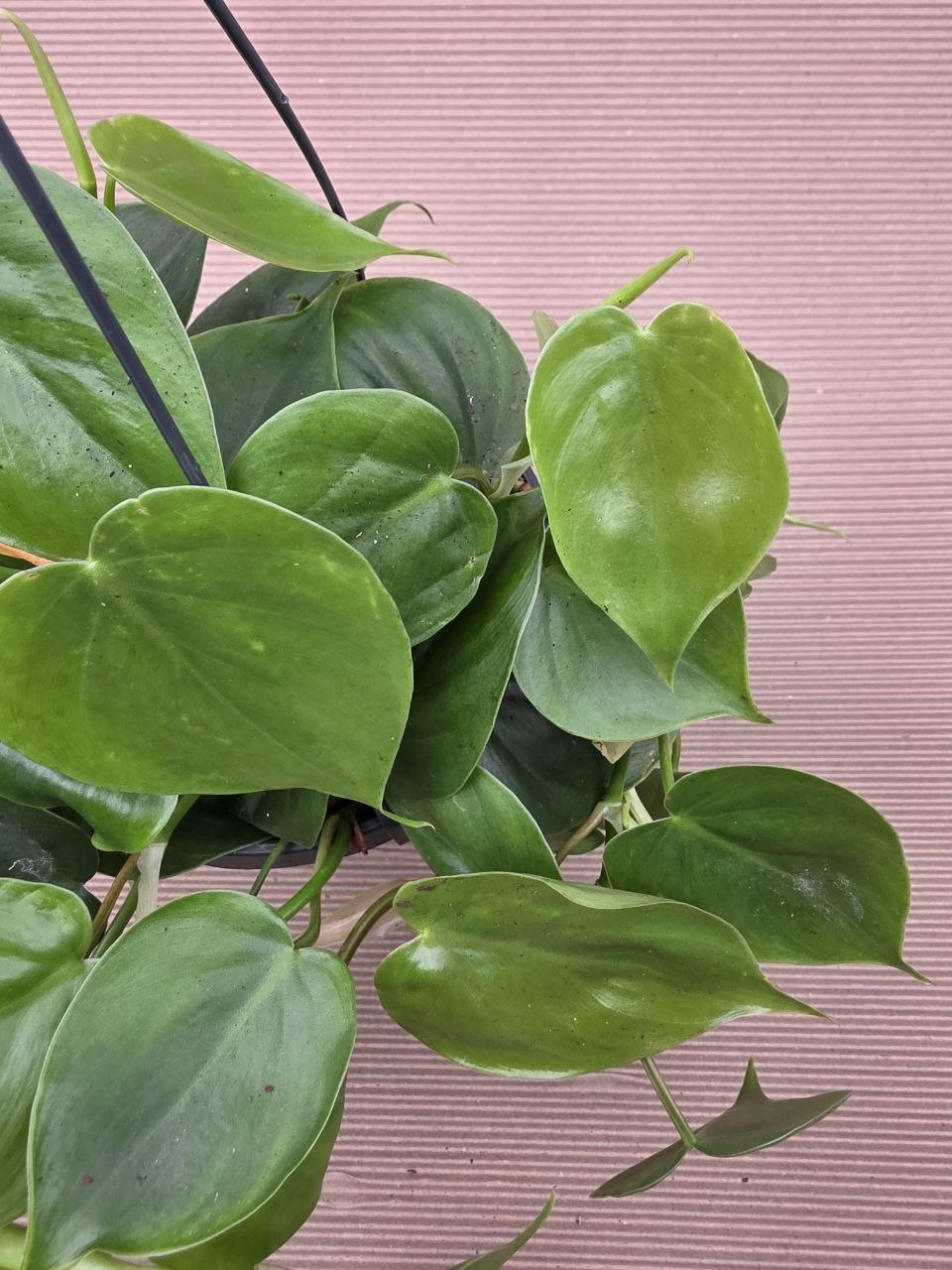 Philodendron Scandens závěs