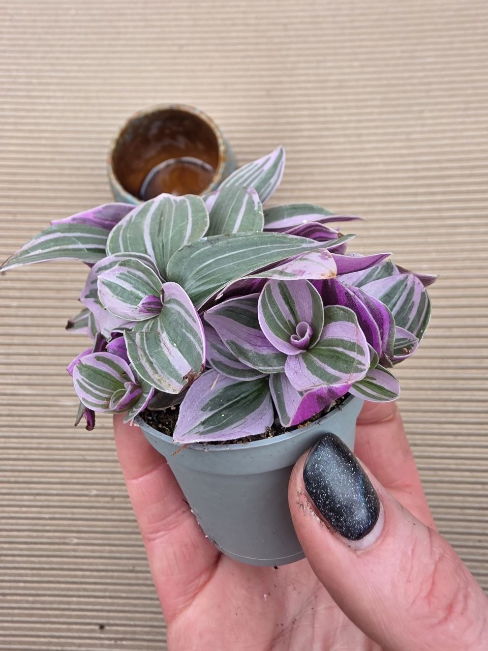 Tradescantia sweetness mini