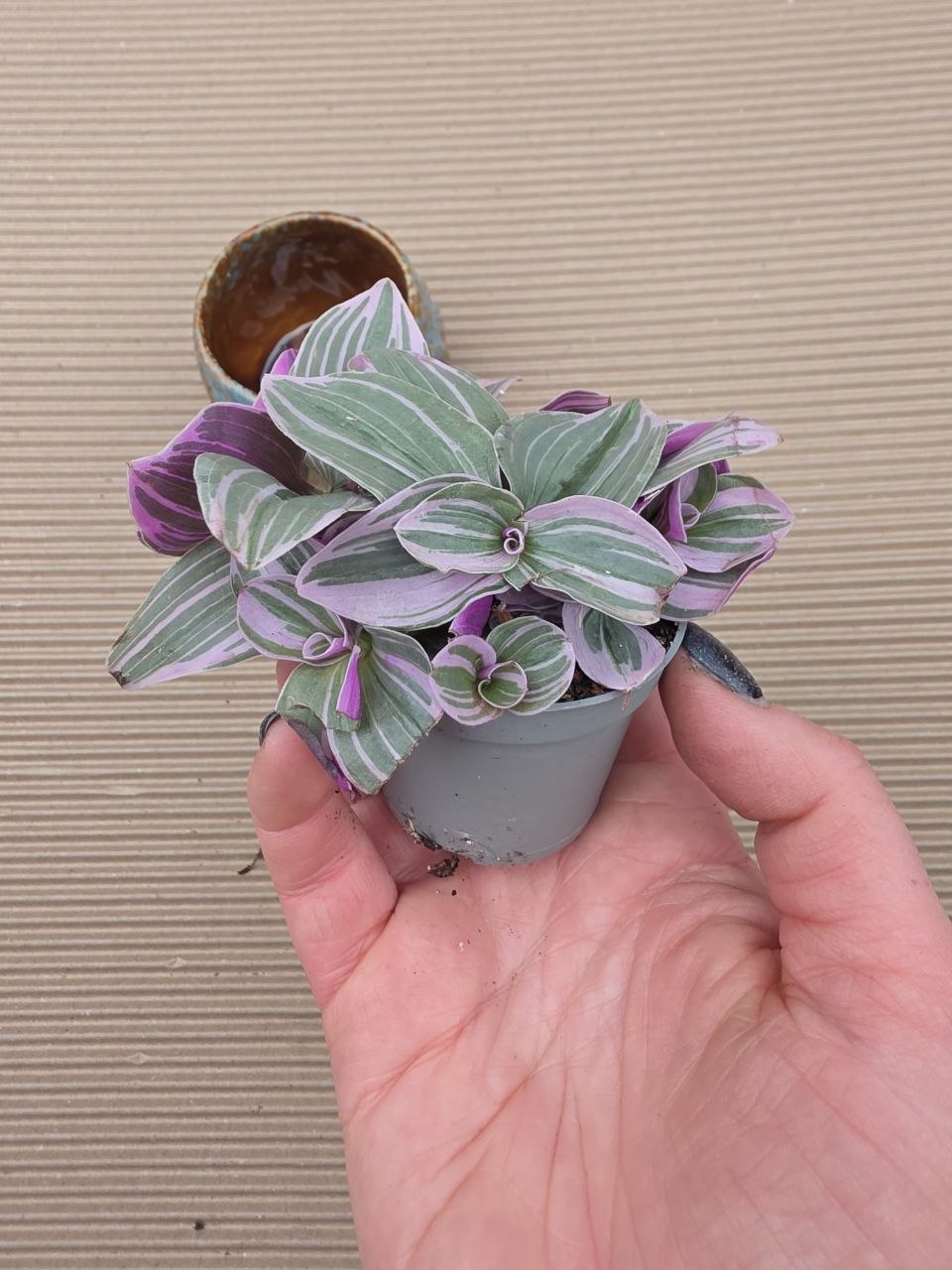 Tradescantia sweetness mini