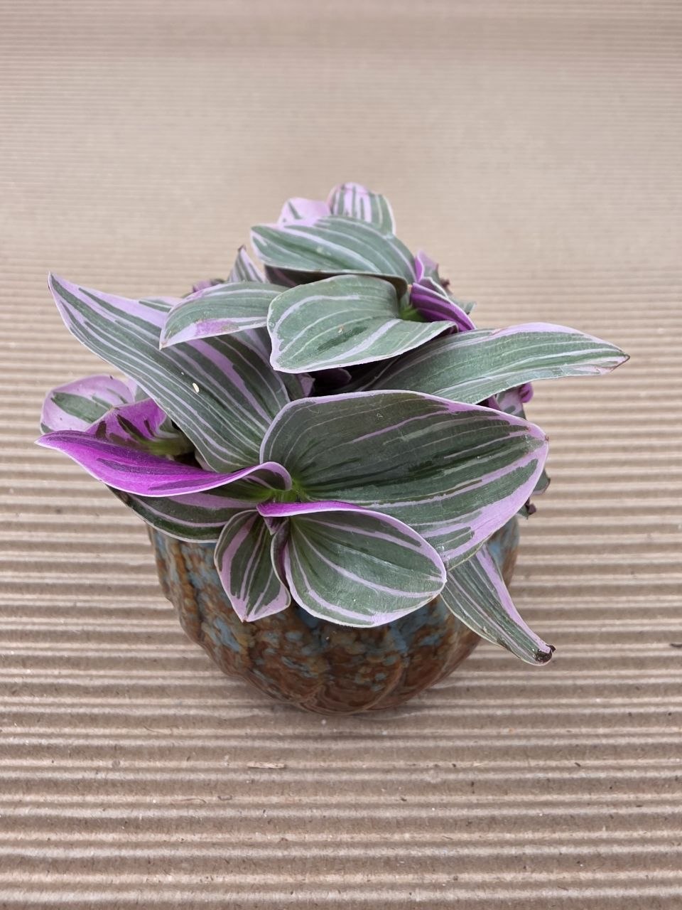 Tradescantia sweetness mini