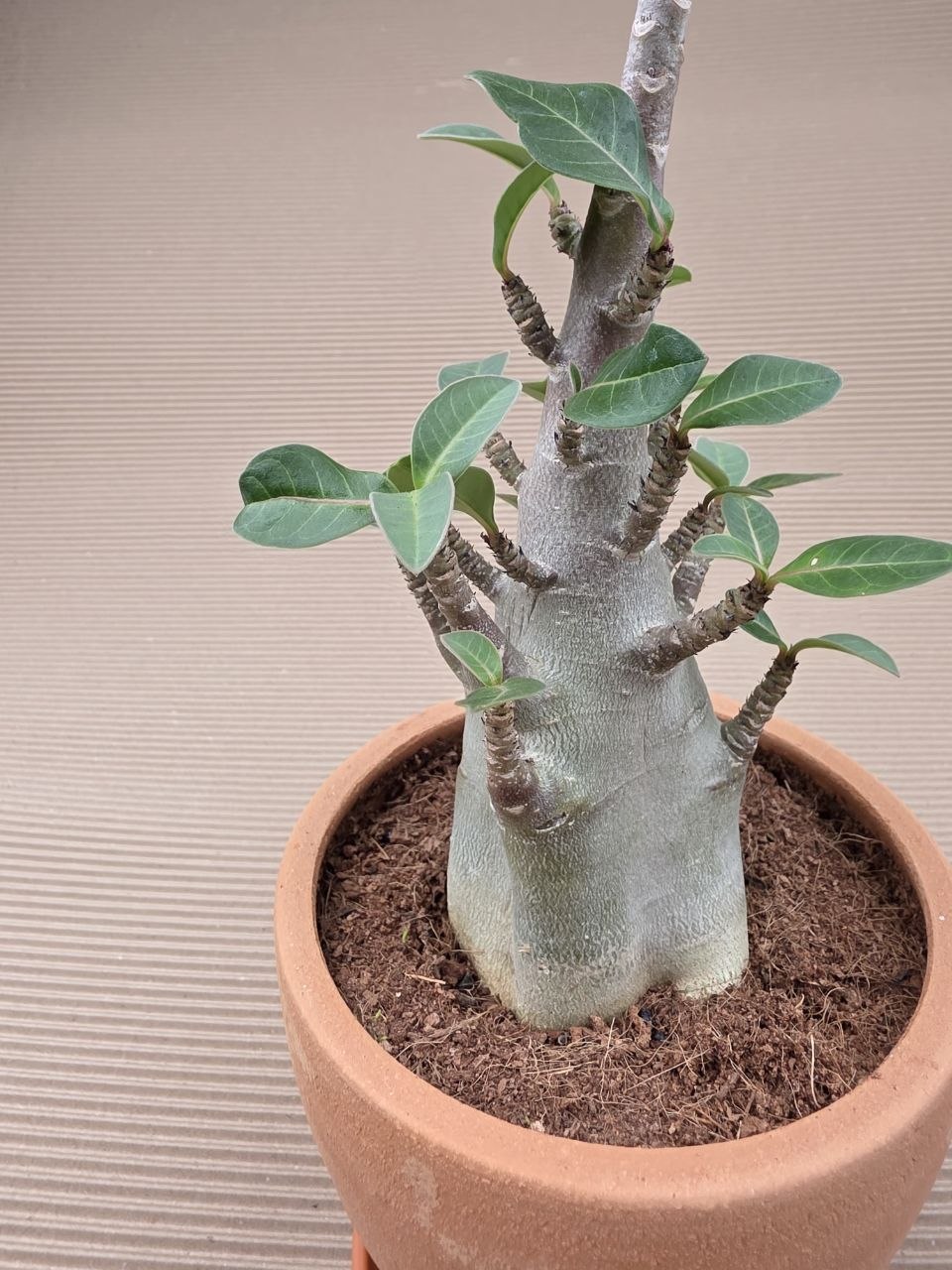 Adenium Ansu v terakotě XXL