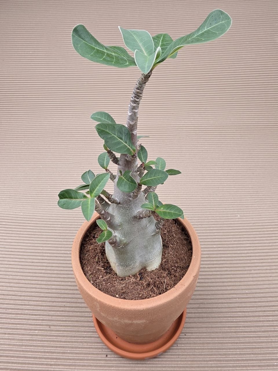 Adenium Ansu v terakotě XXL