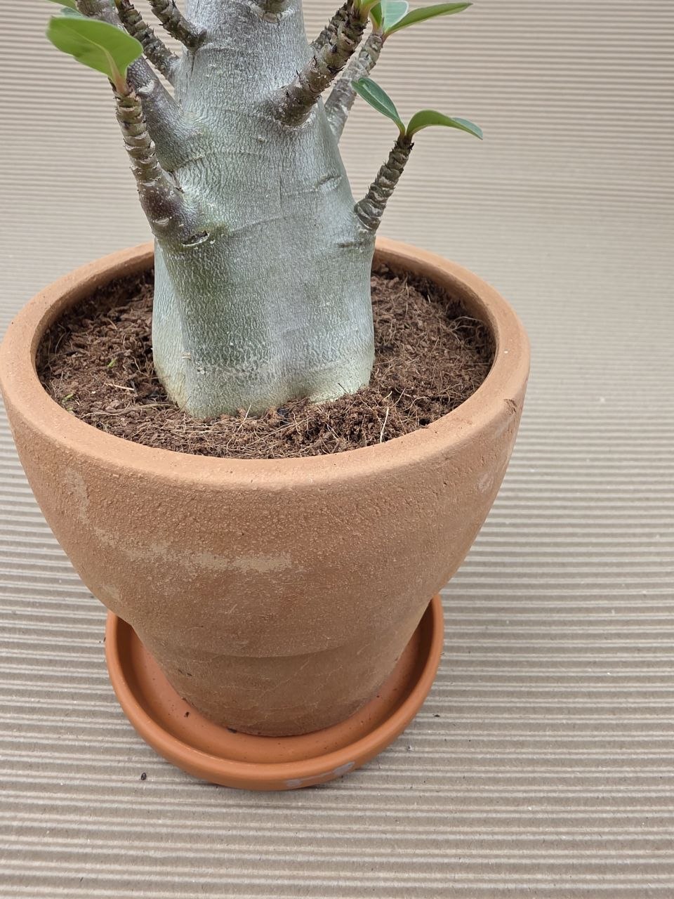 Adenium Ansu v terakotě XXL