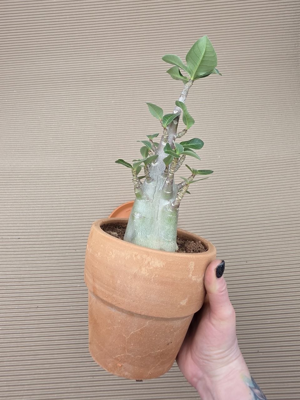 Adenium Ansu v terakotě XXL