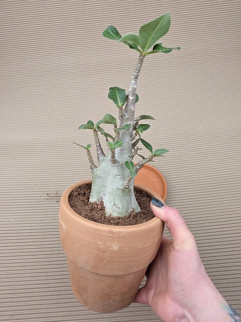 Adenium Ansu v terakotě XXL