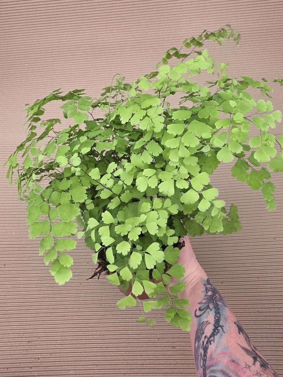 Adiantum Radainum