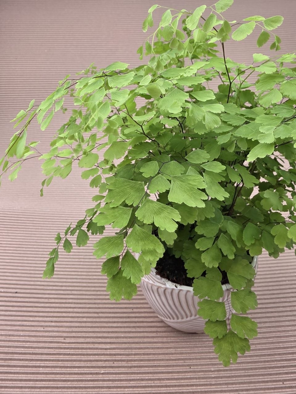 Adiantum Radainum