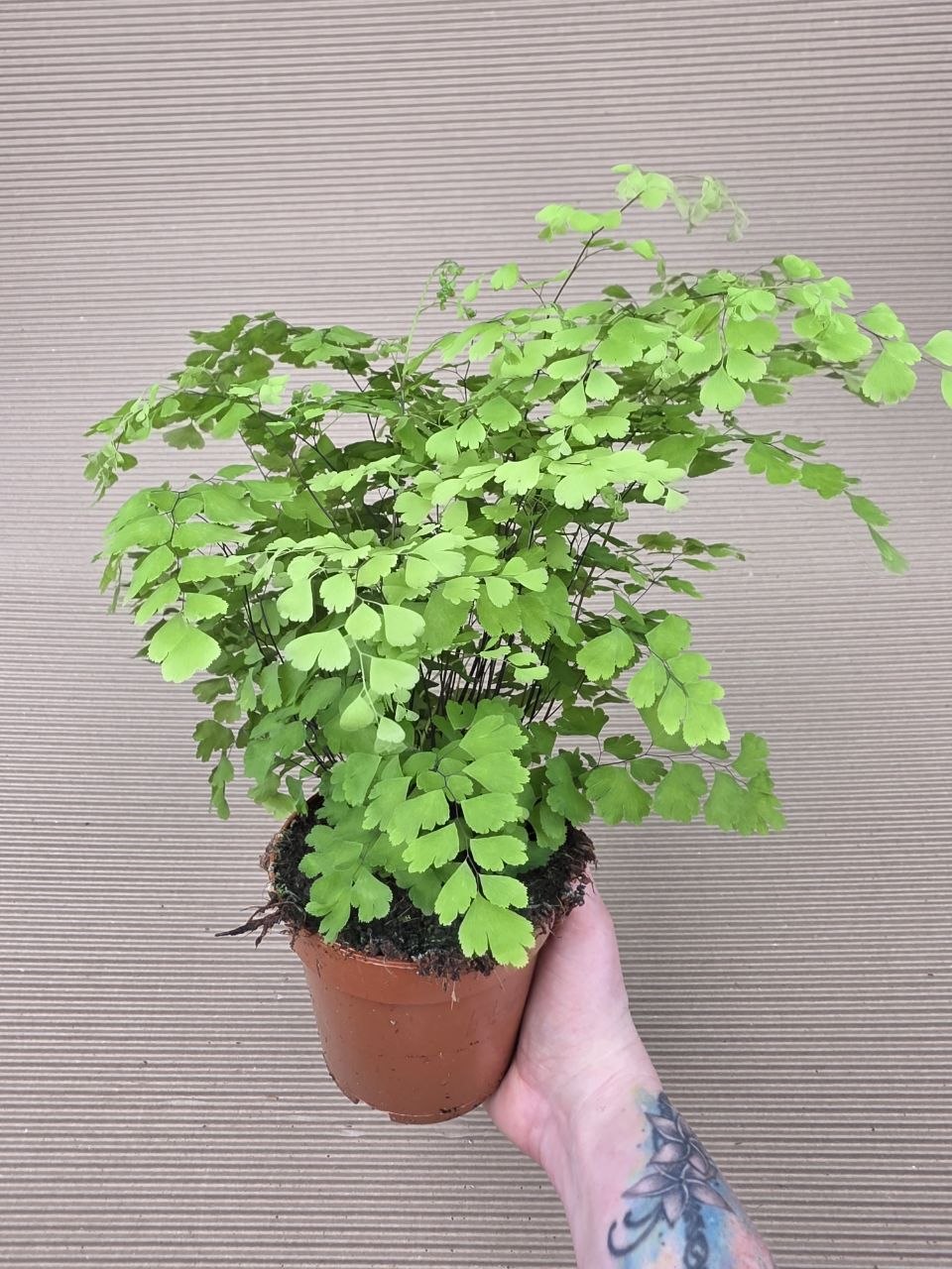 Adiantum Radainum