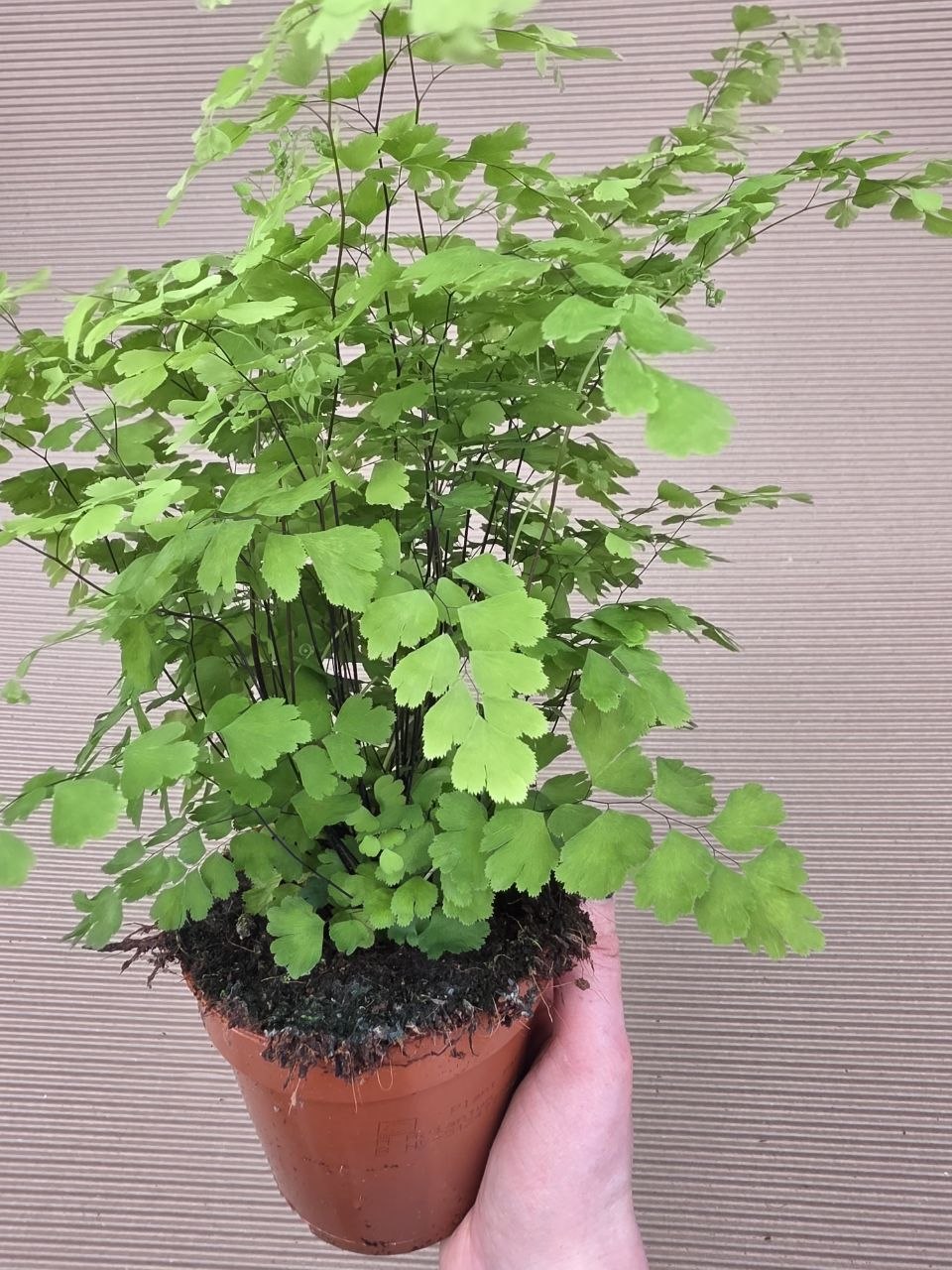 Adiantum Radainum