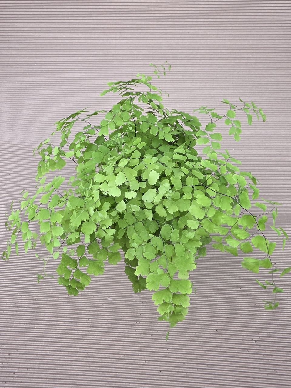 Adiantum Radainum