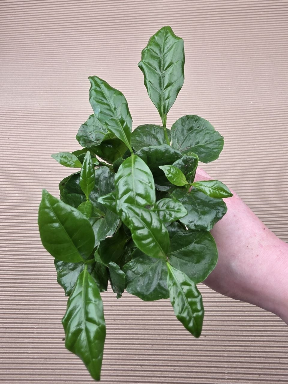 Coffea Arabica