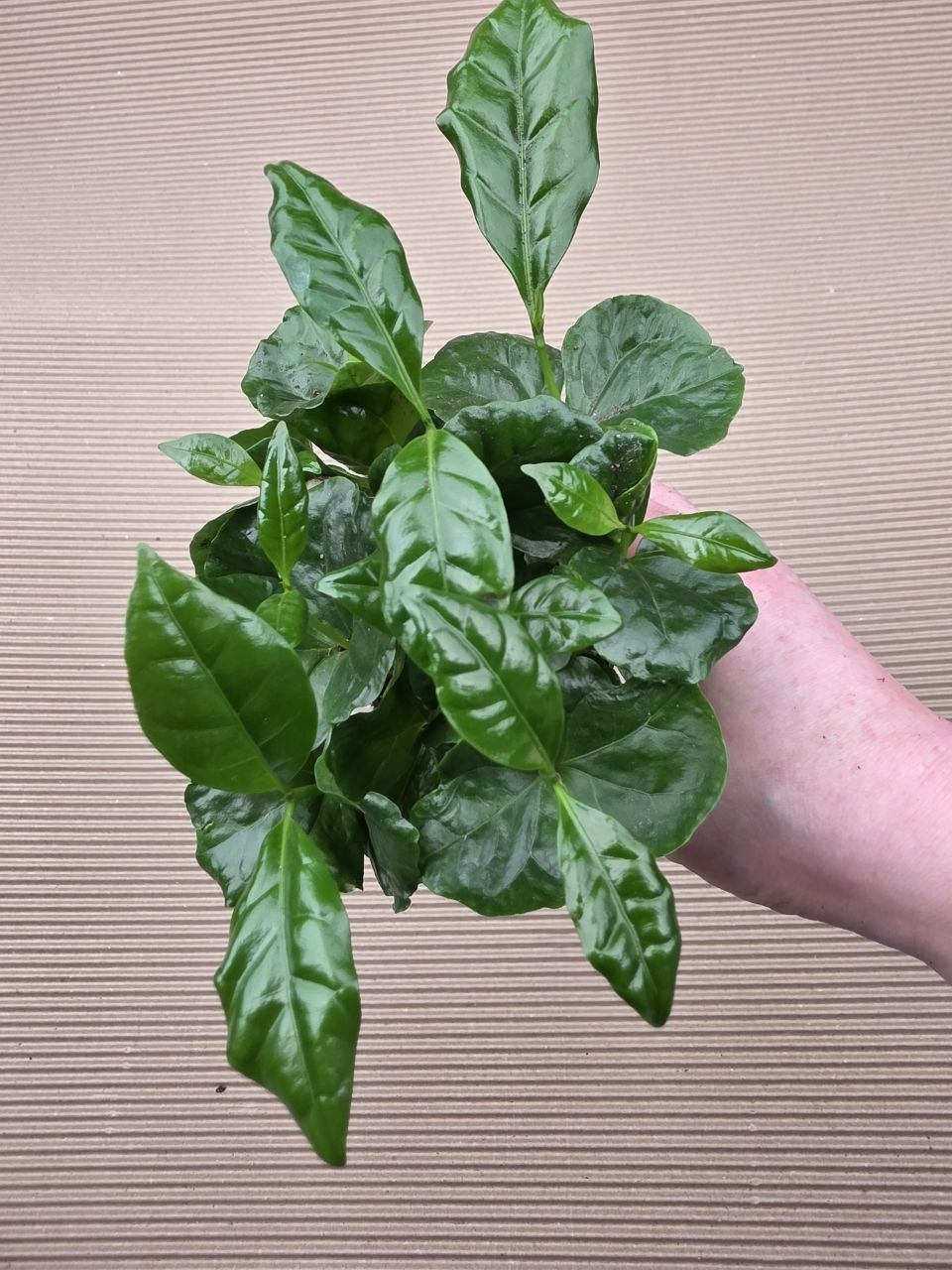 Coffea Arabica