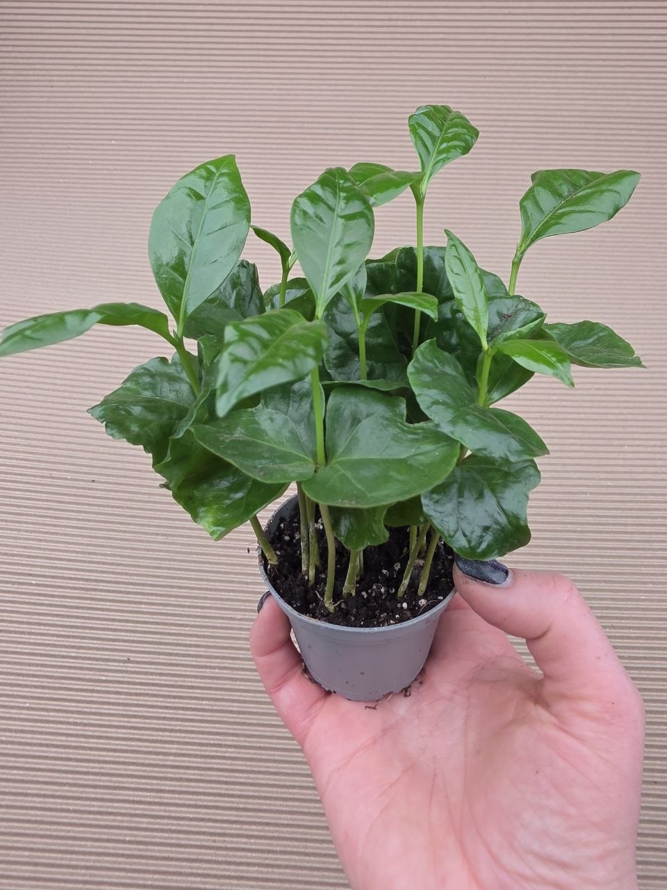 Coffea Arabica