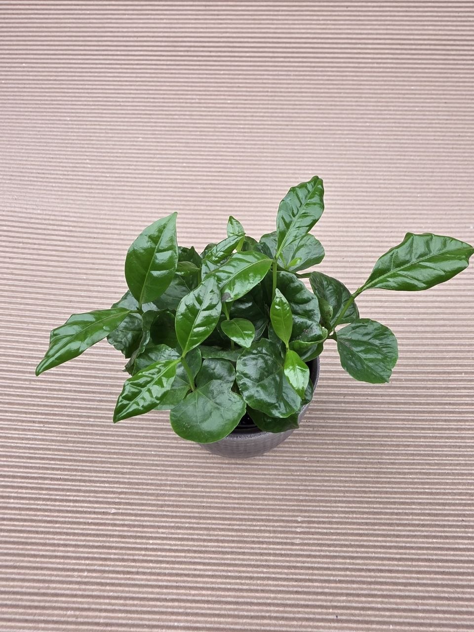 Coffea Arabica