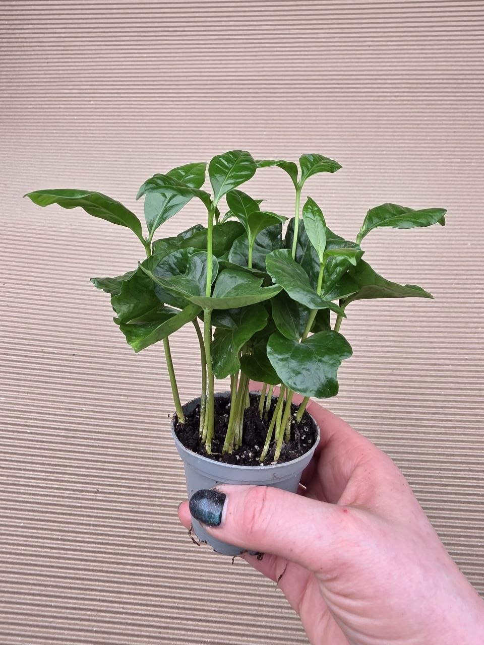 Coffea Arabica