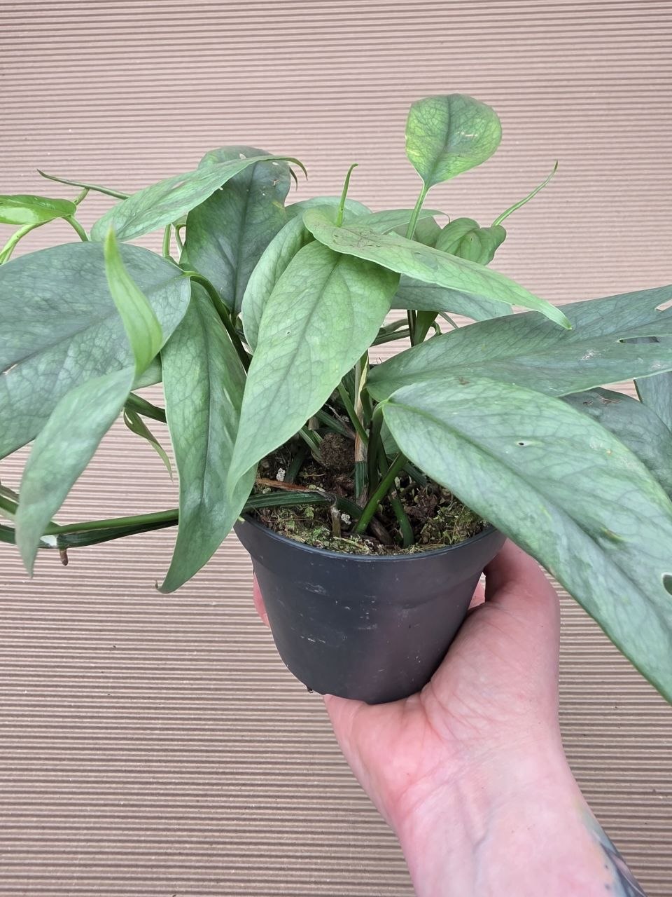 Epipremnum Cebu Blue