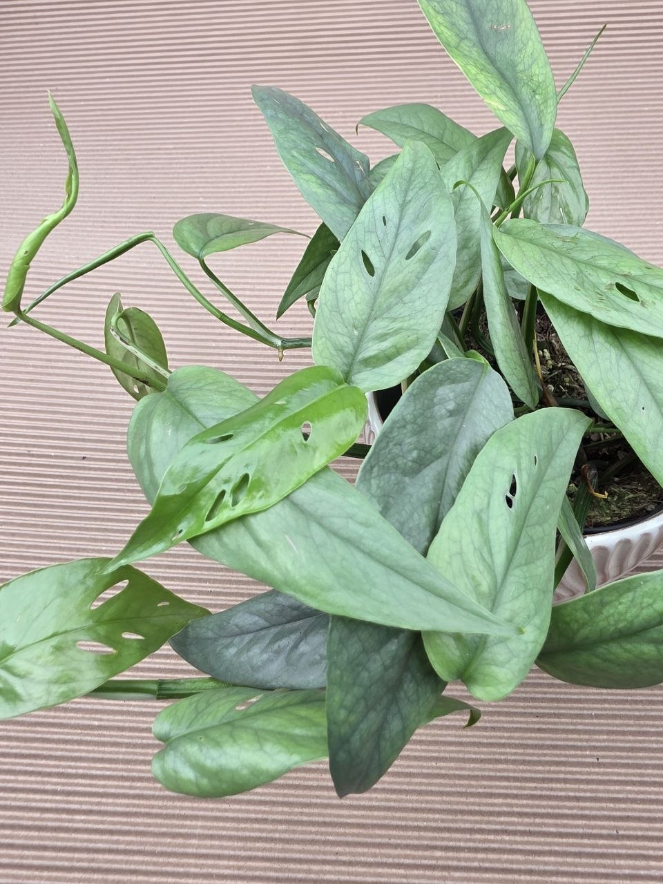 Epipremnum Cebu Blue