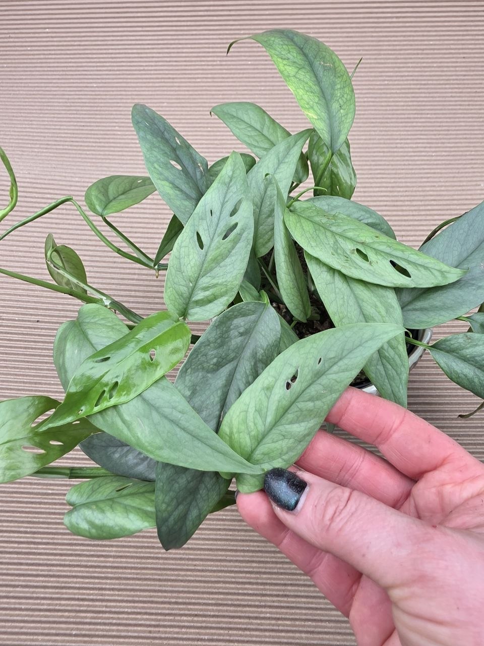 Epipremnum Cebu Blue