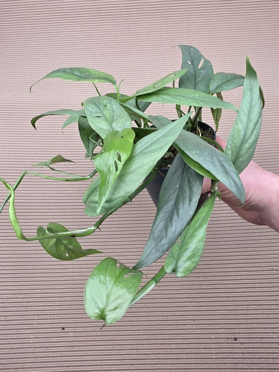 Epipremnum Cebu Blue