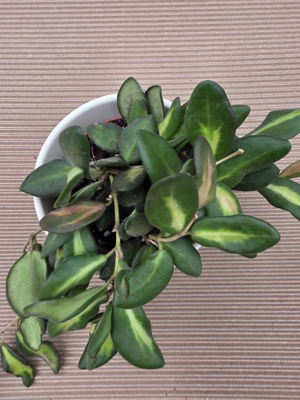 Hoya Burtoniae 9 cm