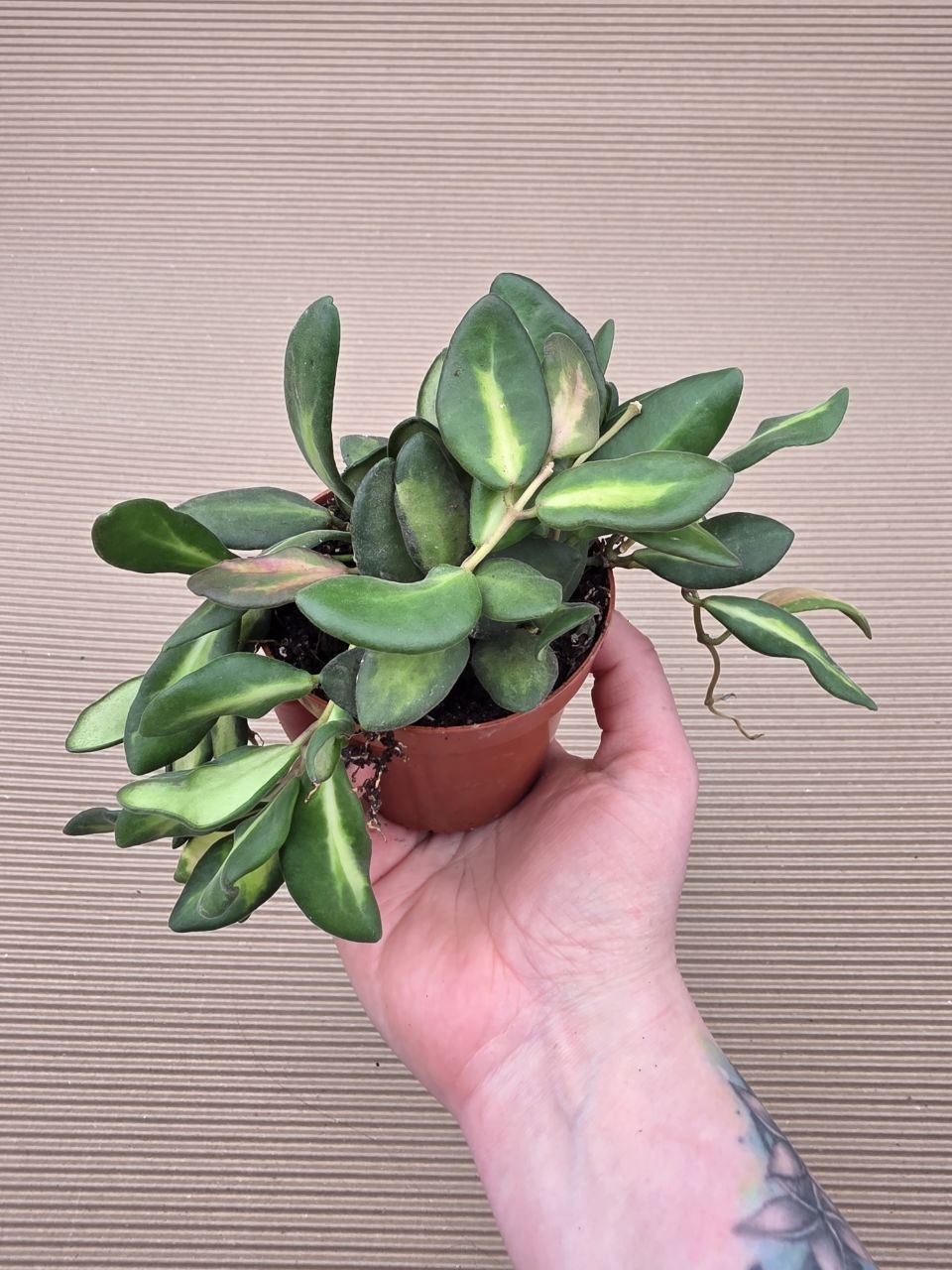 Hoya Burtoniae 9 cm