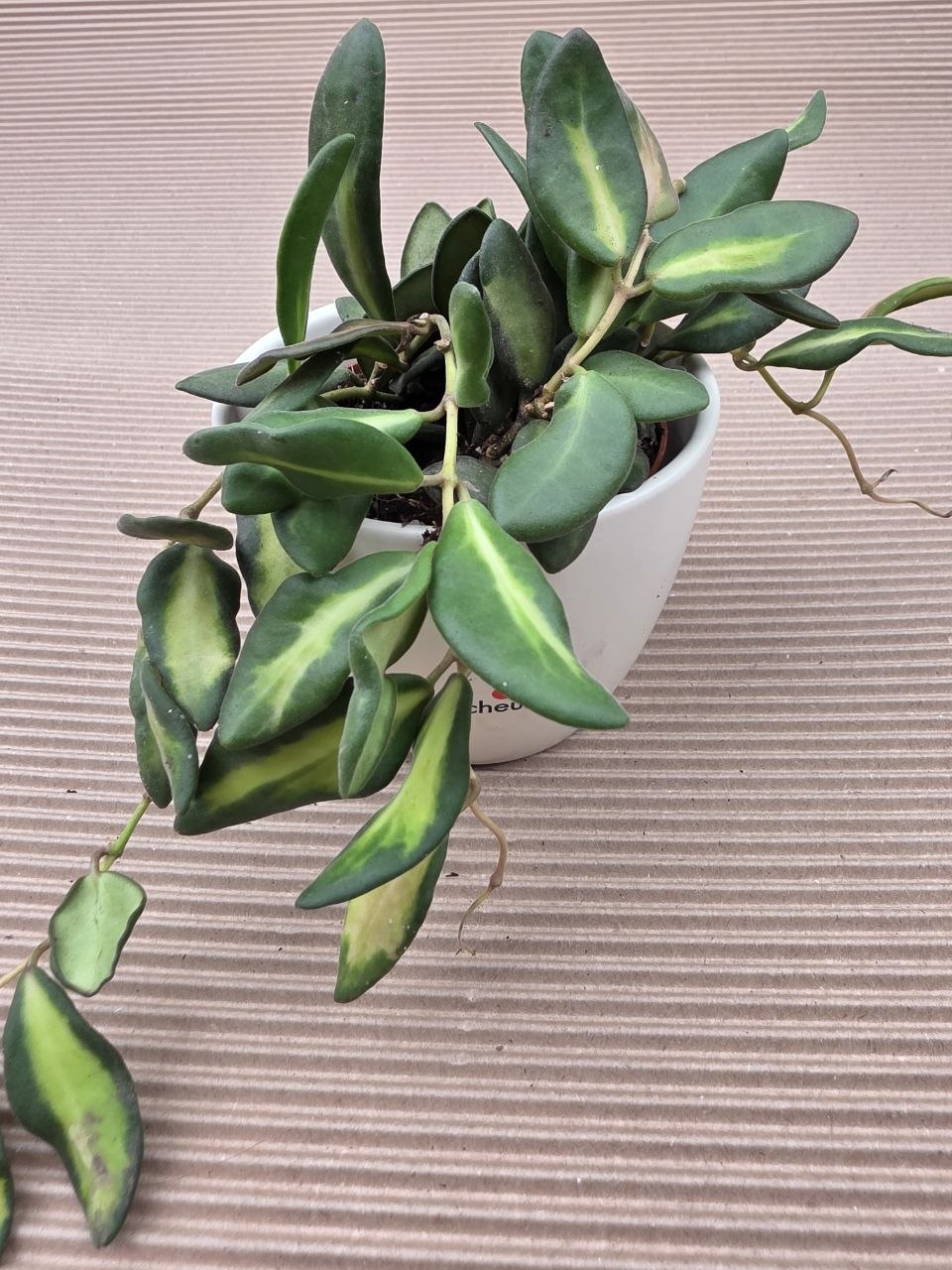 Hoya Burtoniae 9 cm