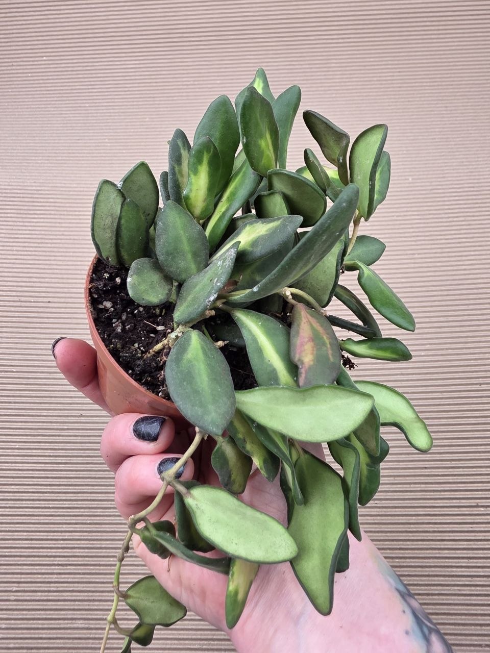 Hoya Burtoniae 9 cm