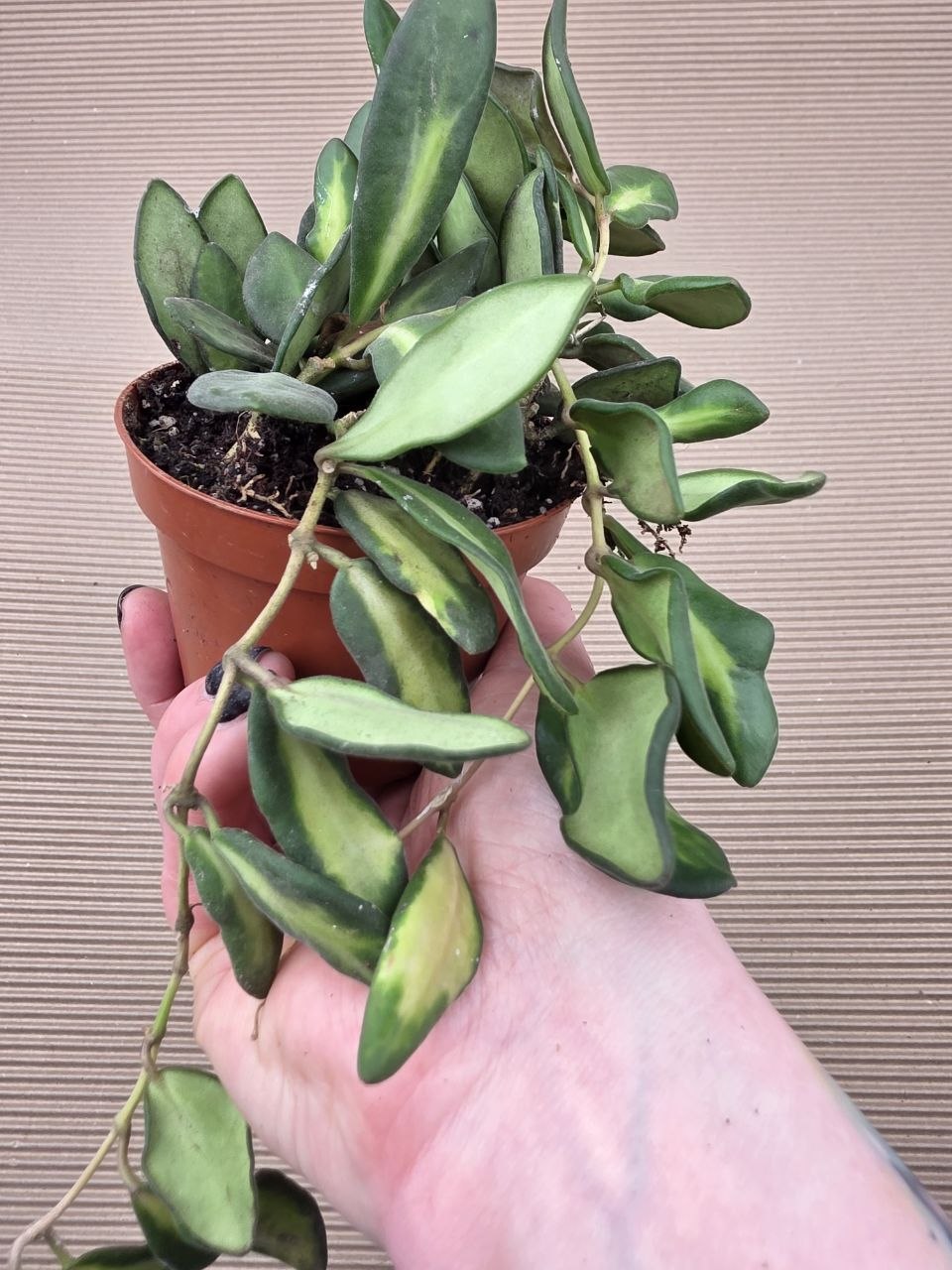 Hoya Burtoniae 9 cm