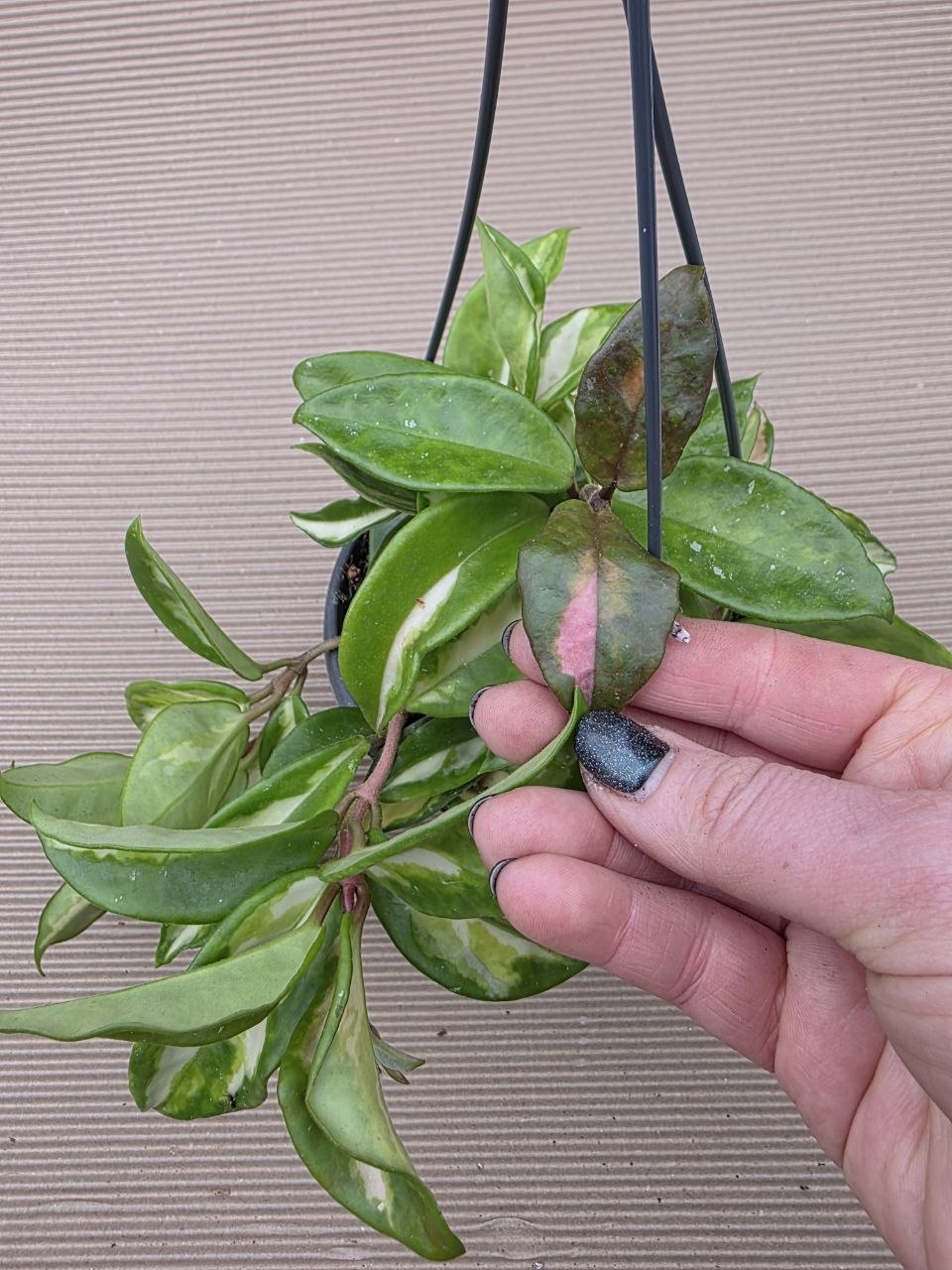 Hoya Carnosa Tricolor závěs 12 cm