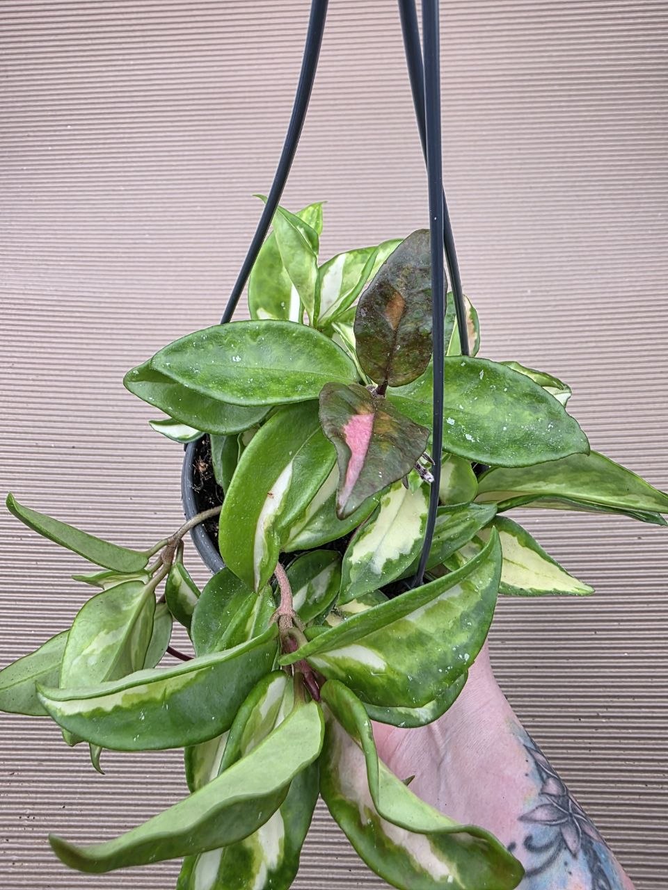 Hoya Carnosa Tricolor závěs 12 cm