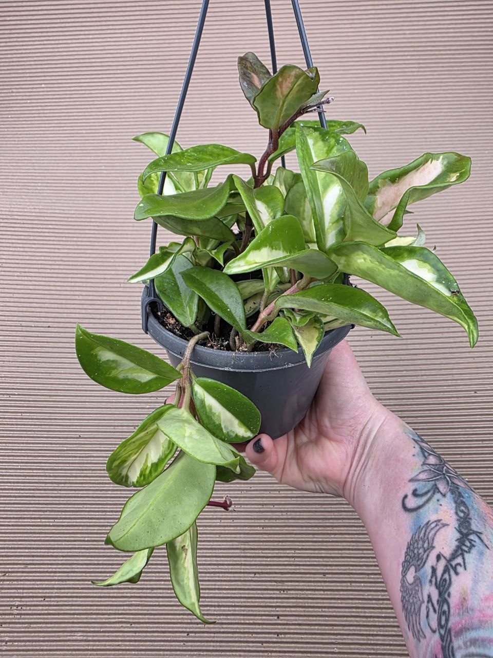 Hoya Carnosa Tricolor závěs 12 cm