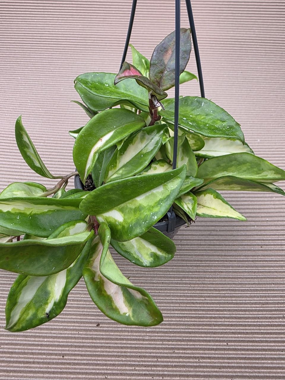 Hoya Carnosa Tricolor závěs 12 cm