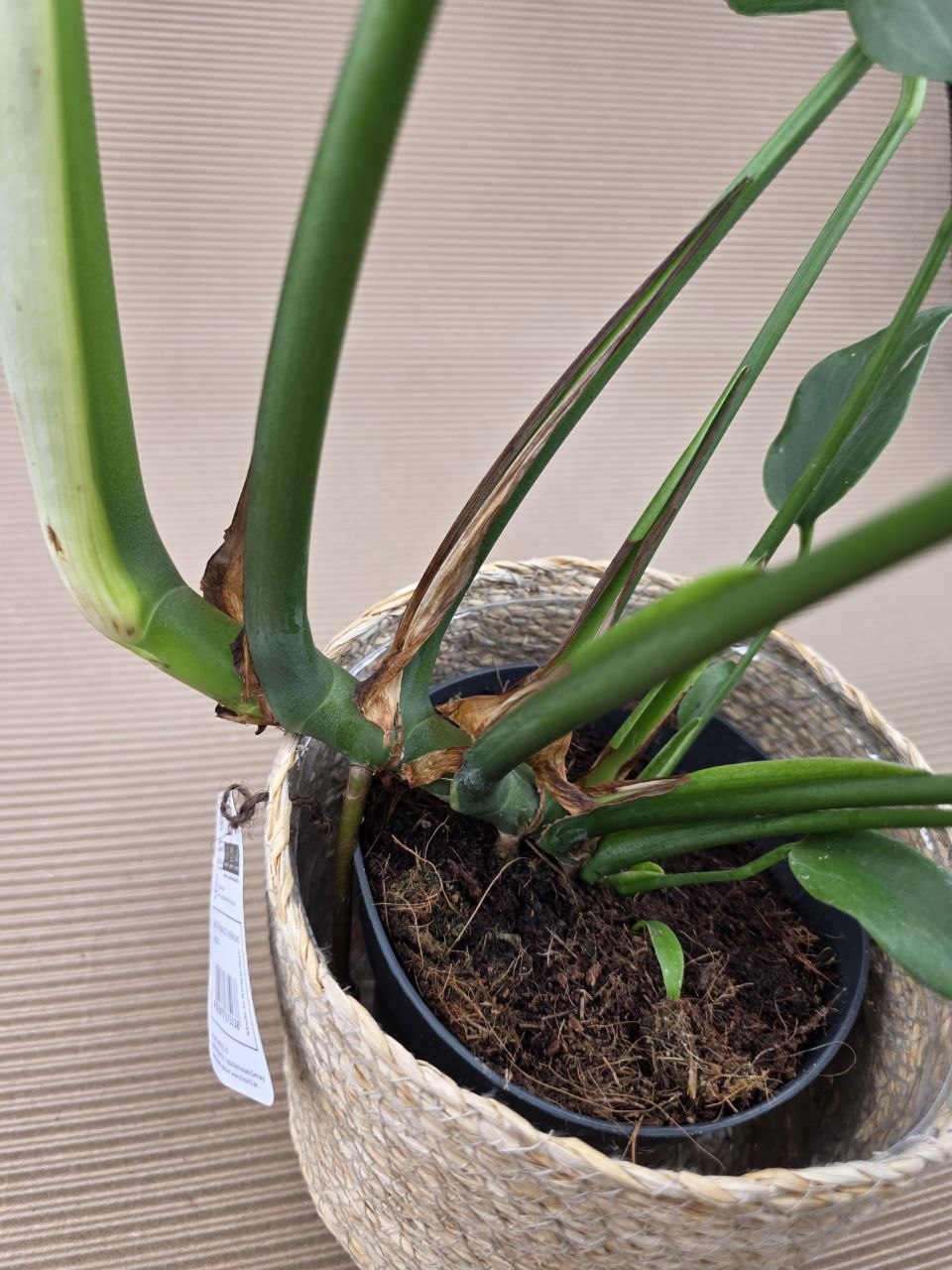 Monstera Burble Marx Flame