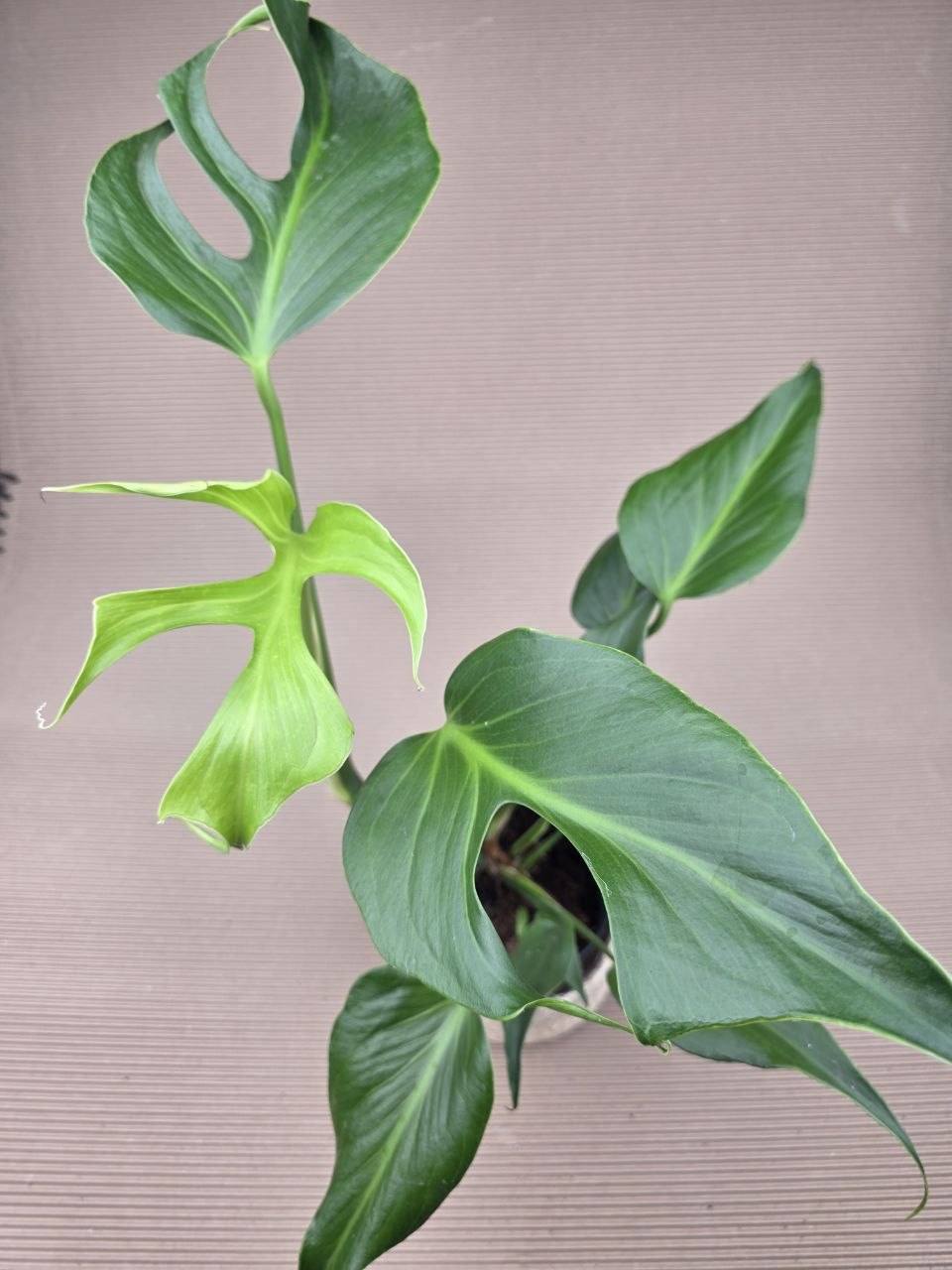 Monstera Burble Marx Flame