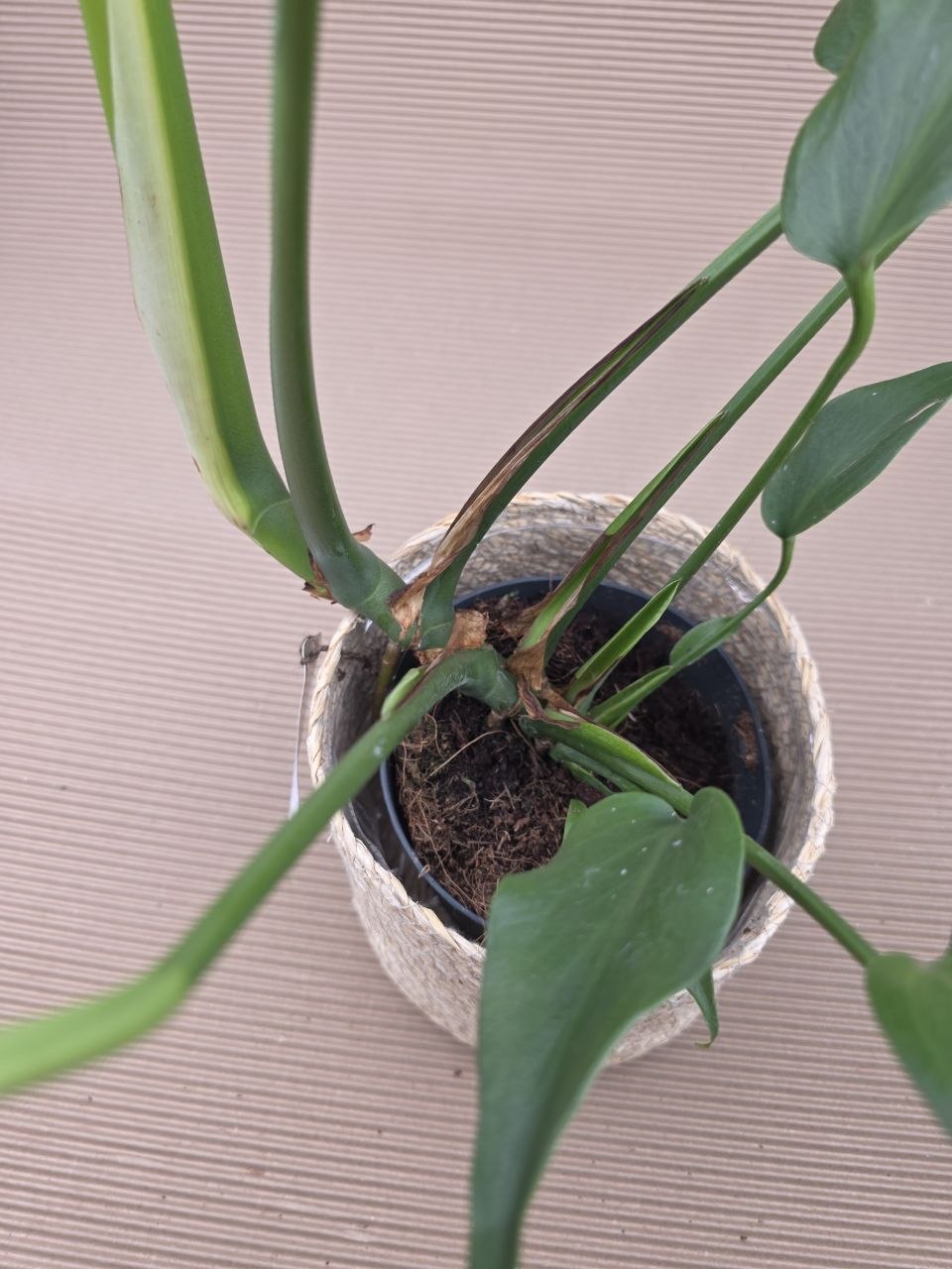 Monstera Burble Marx Flame