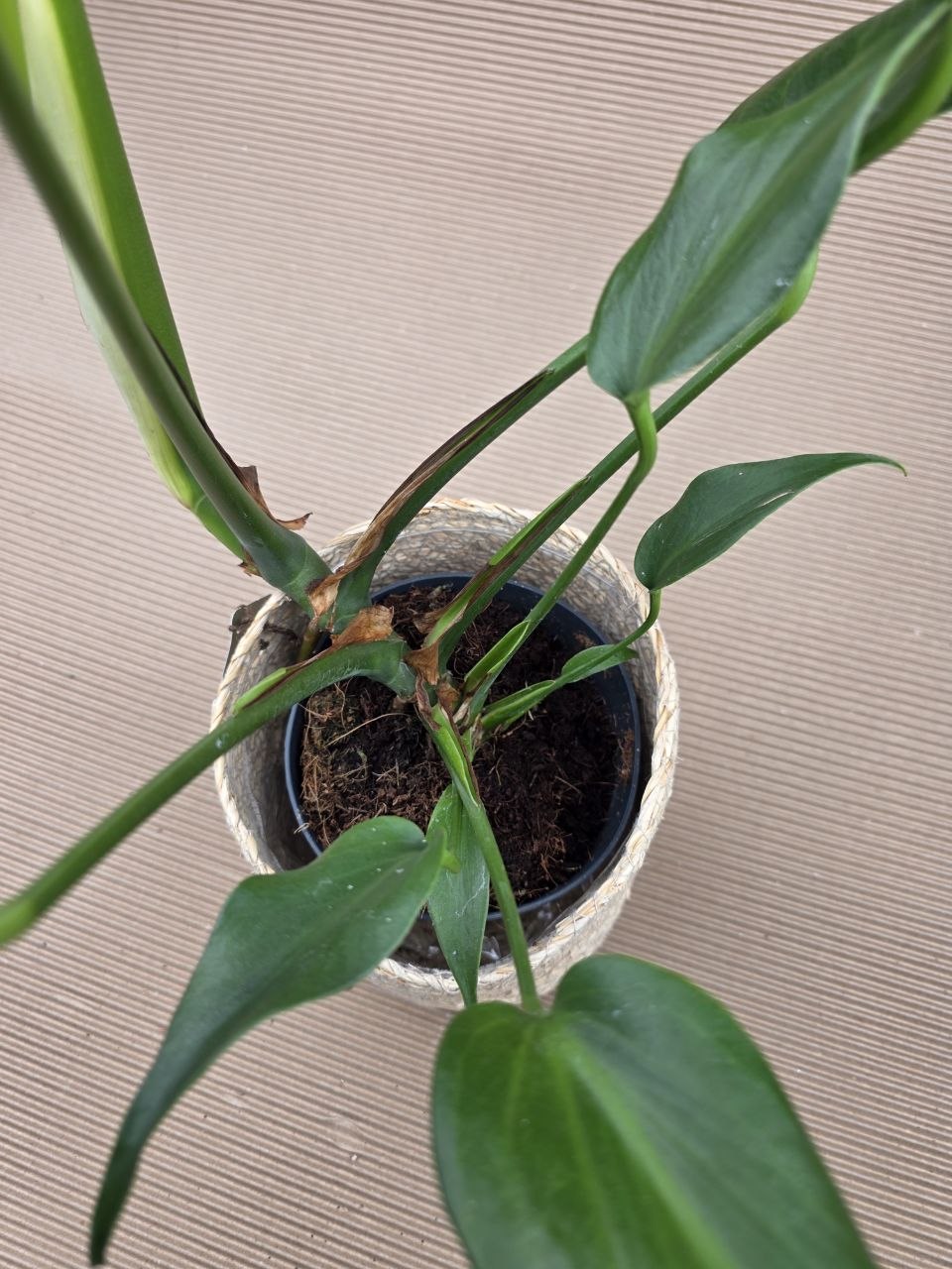 Monstera Burble Marx Flame