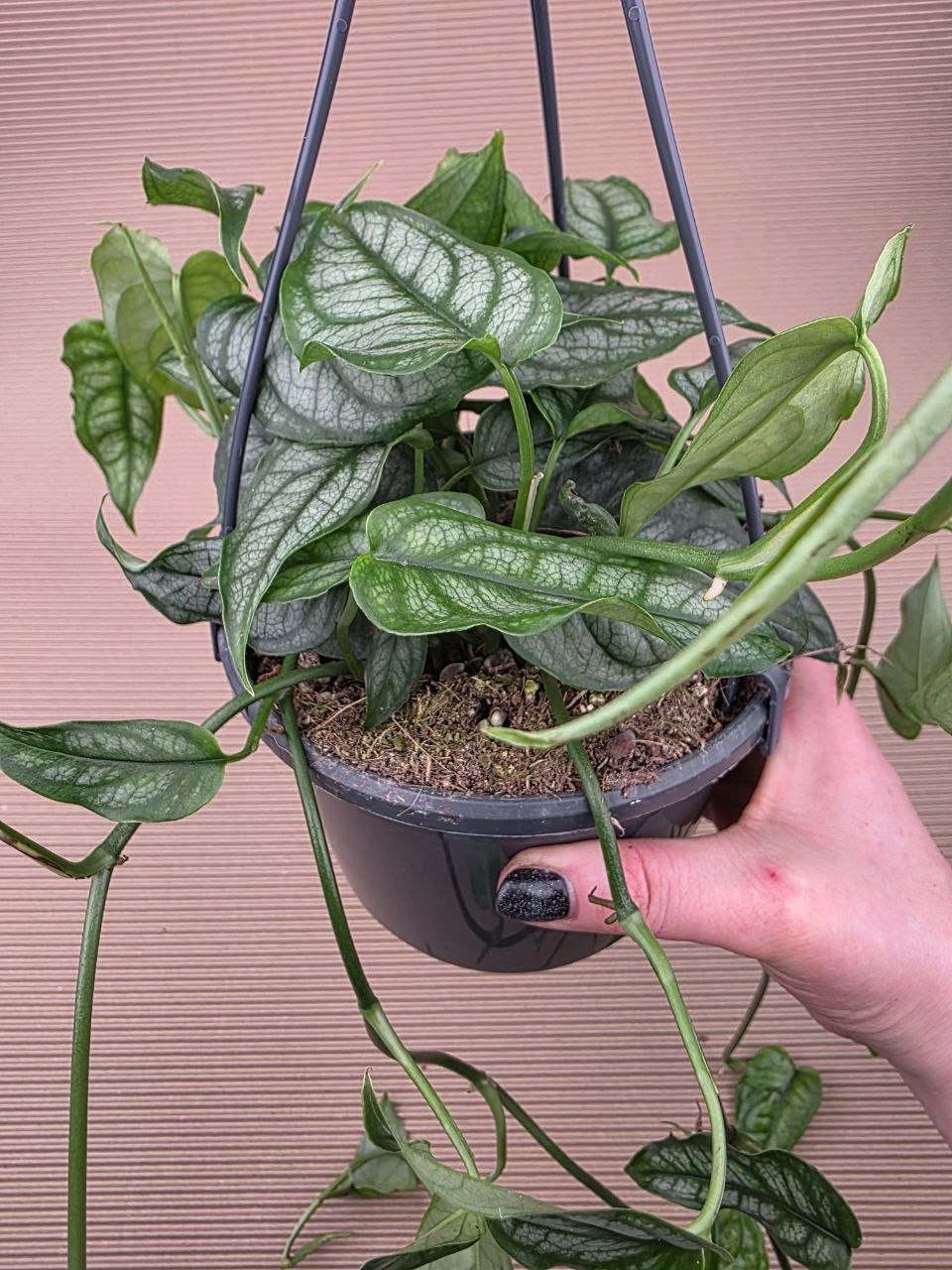 Monstera Siltepecana závěs