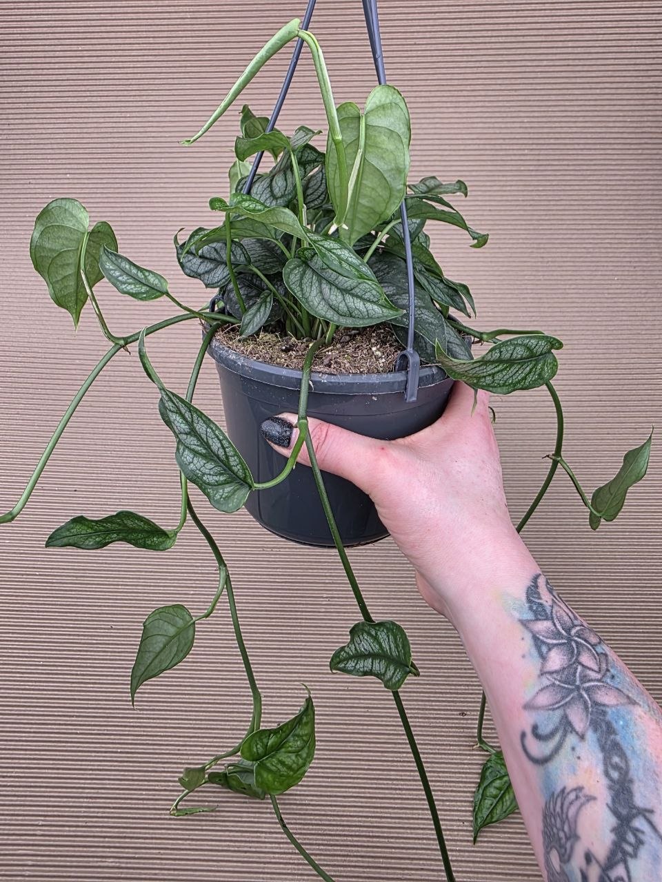 Monstera Siltepecana závěs