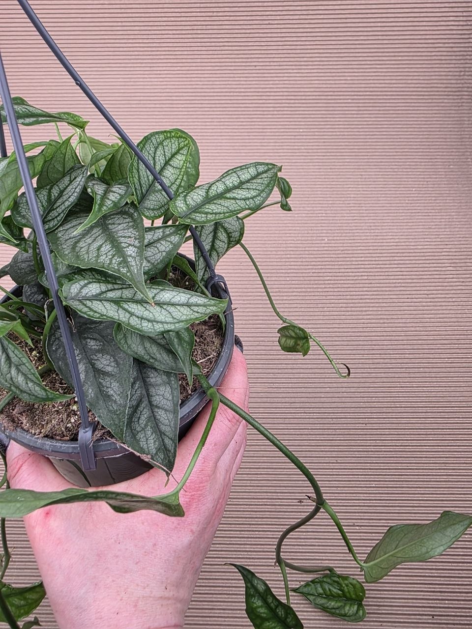 Monstera Siltepecana závěs
