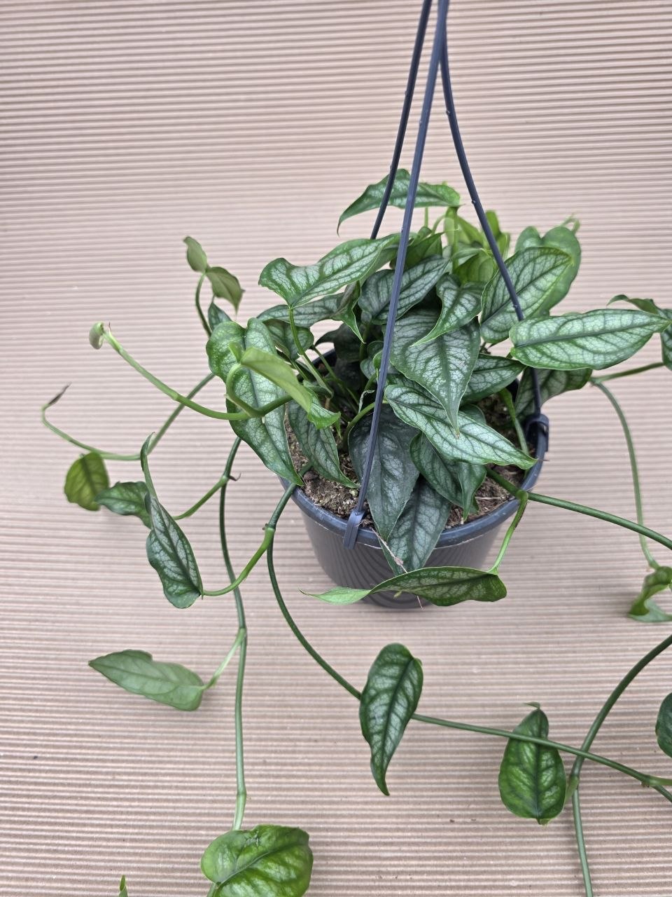 Monstera Siltepecana závěs