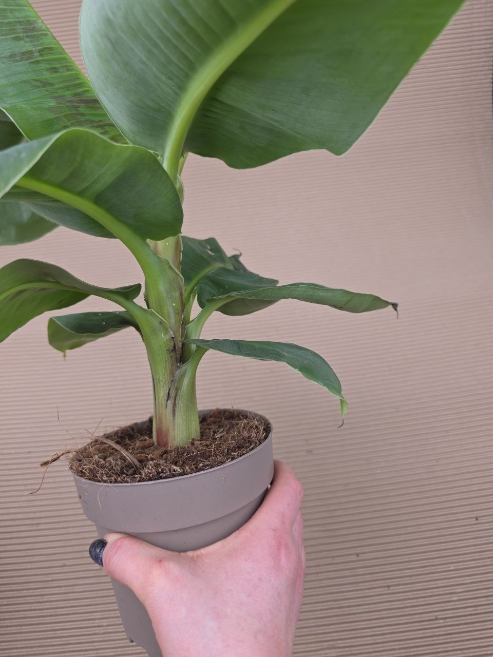 Musa Tropicana 14 cm