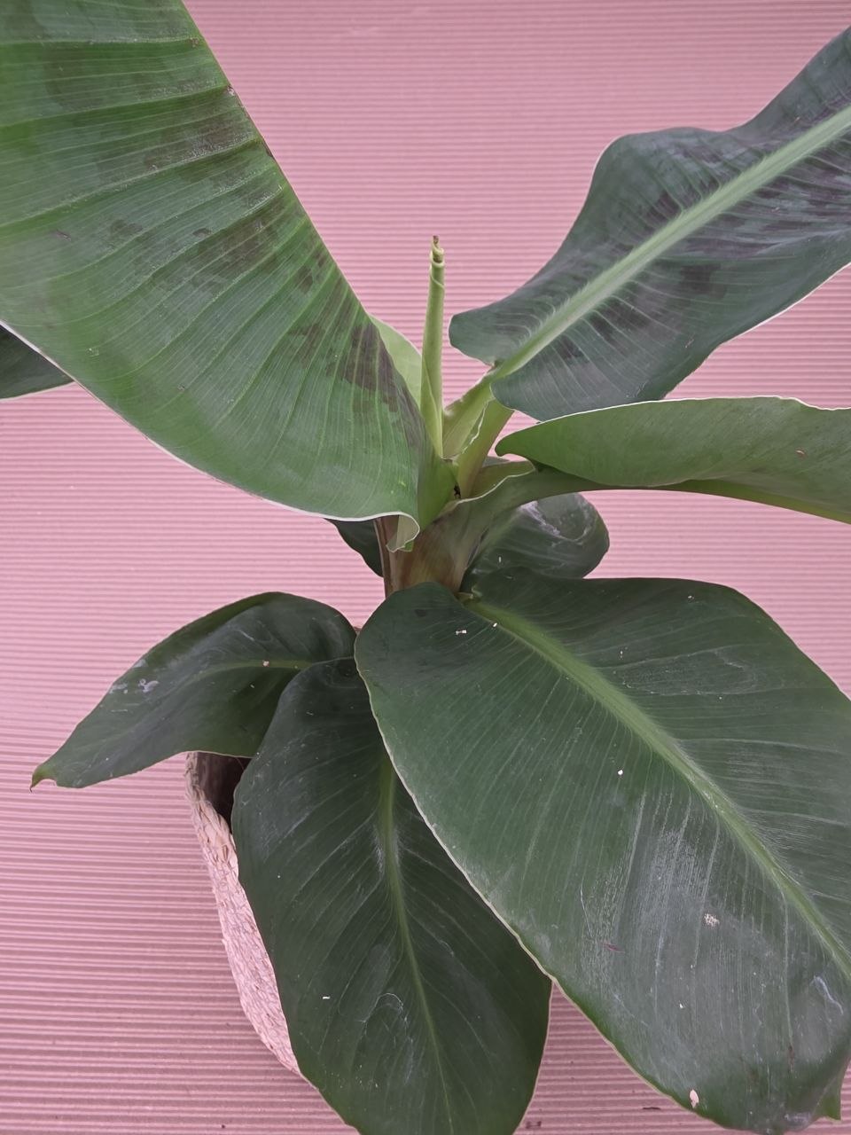 Musa Tropicana 14 cm