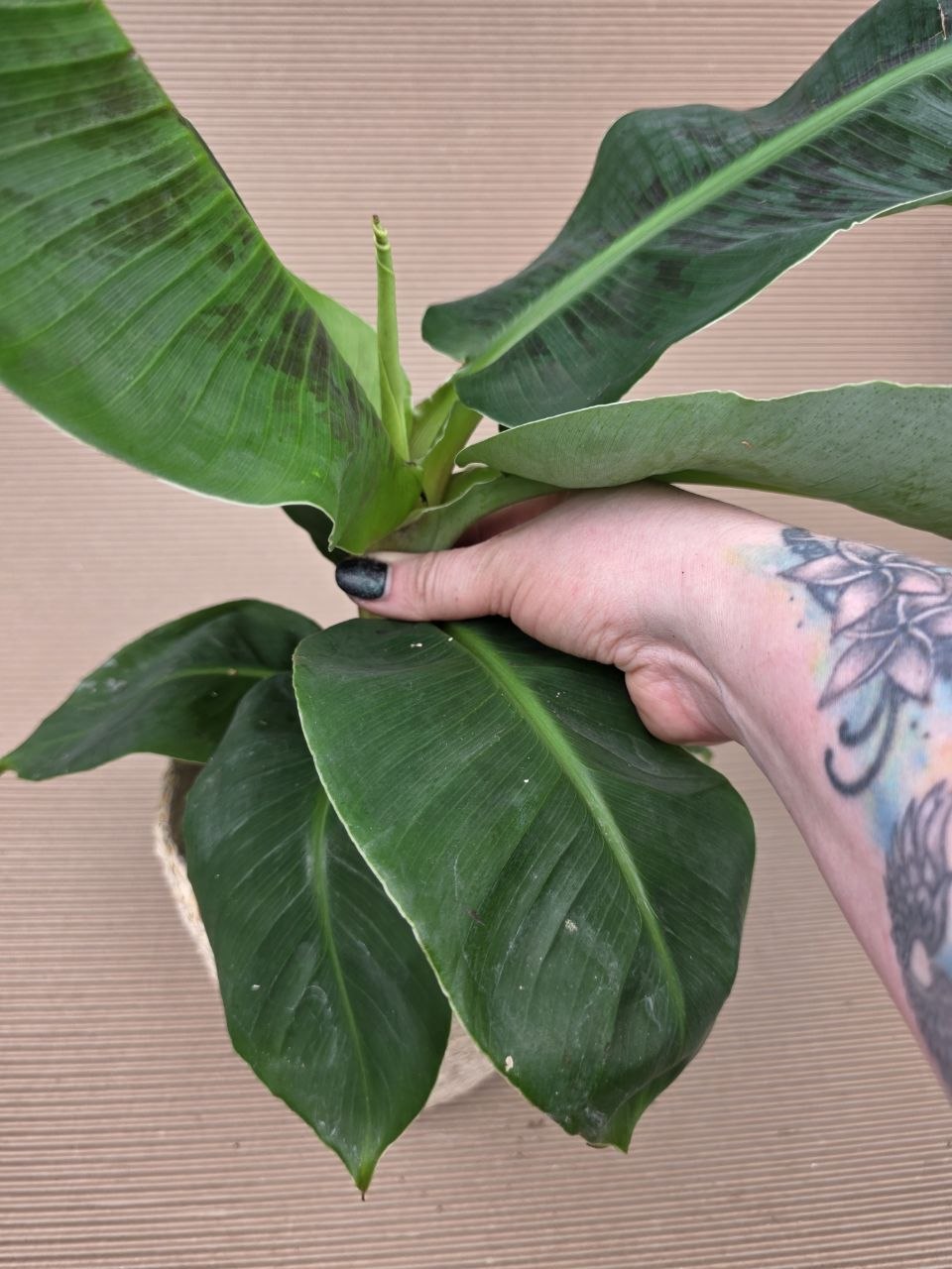 Musa Tropicana 14 cm