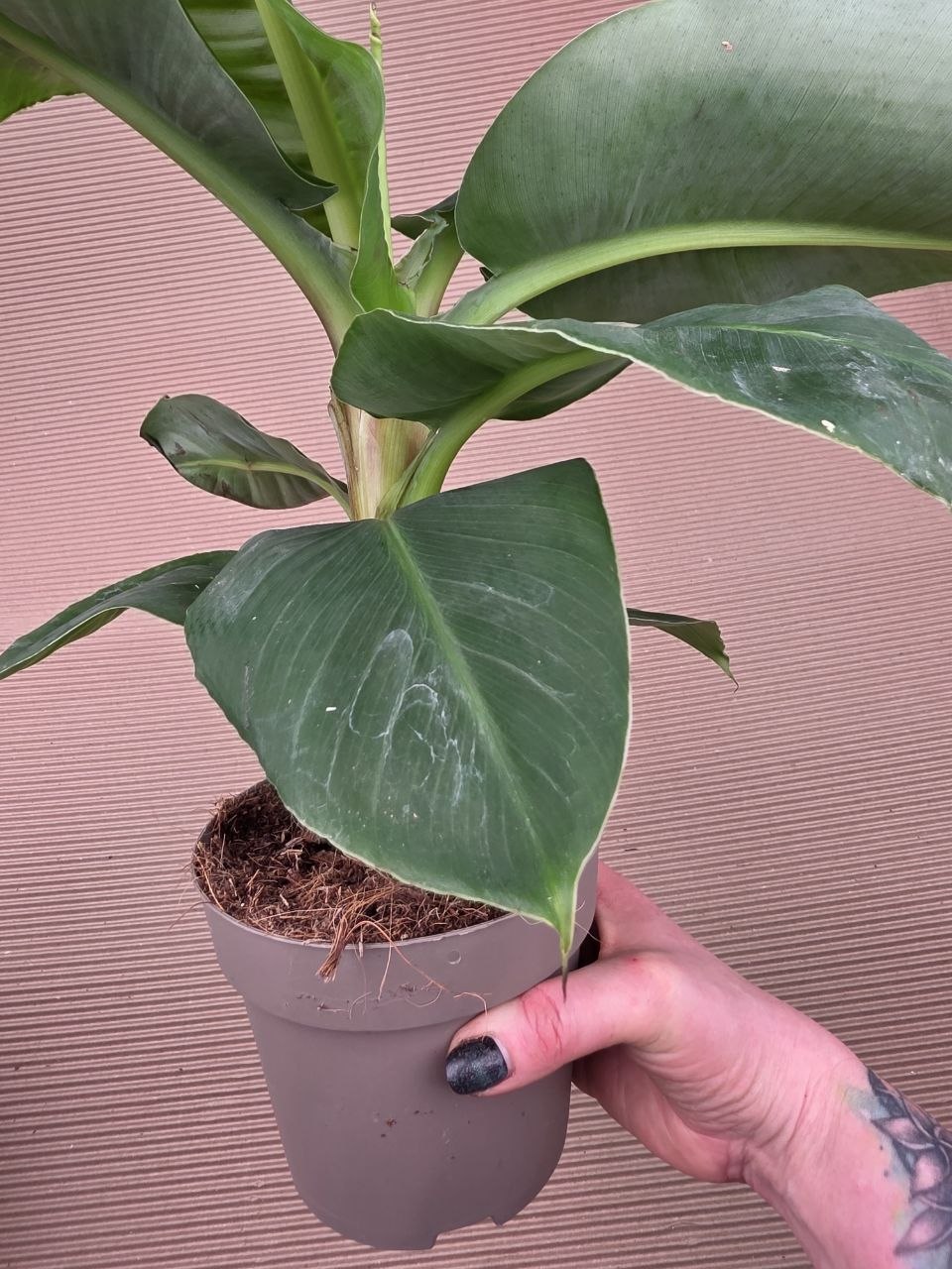 Musa Tropicana 14 cm