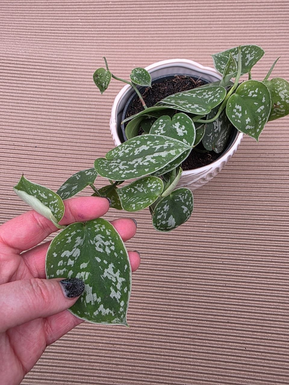 Scindapsus Pictus 'Argyraeus'