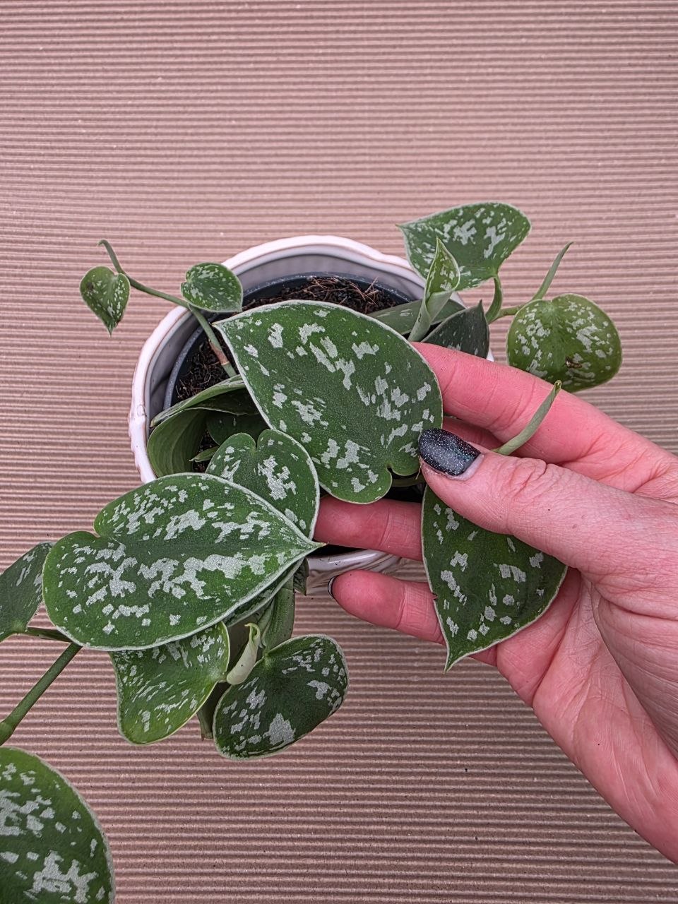 Scindapsus Pictus 'Argyraeus'