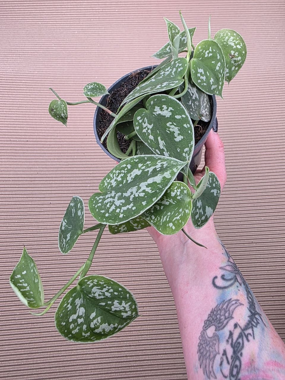 Scindapsus Pictus 'Argyraeus'